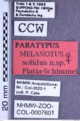 Etikette zu Melanotus solidus (Platia & Schimmel, 2001) (NHMW-ZOO-COL-0007601)